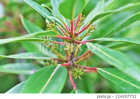 ヒメユズリハの雌花(春、四月) ヒメユズリハの雌花(春、四月) 114207732