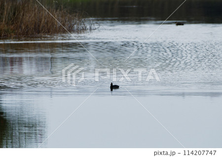 静かな湖面　水鳥オオバン 114207747