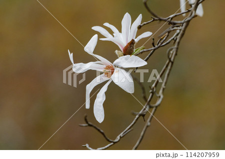 辛夷の花咲くころ 114207959