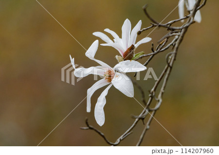 辛夷の花咲くころ 辛夷の花咲くころ 114207960