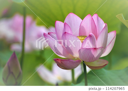 清らかな薄桃色の蓮の花 114207965