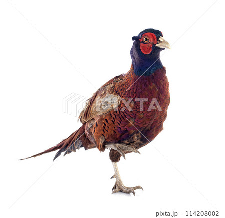 Male European Common Pheasant 114208002
