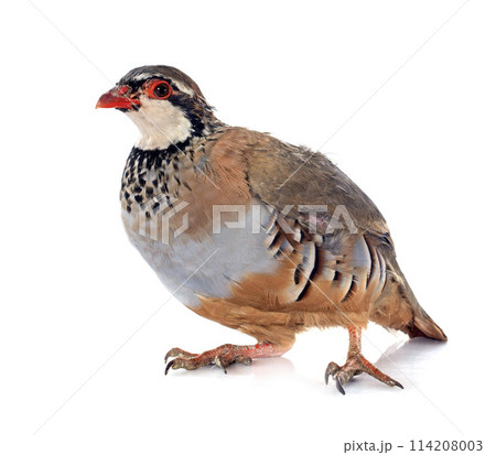 French Partridge, Alectoris rufa 114208003