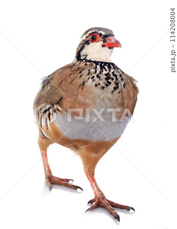 French Partridge, Alectoris rufa 114208004