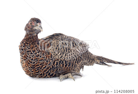 female European Common Pheasant 114208005