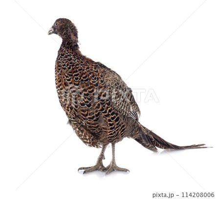 female European Common Pheasant 114208006