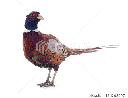 male pheasant 114208007
