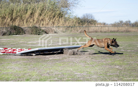 training of belgian shepherd training of belgian shepherd 114208017