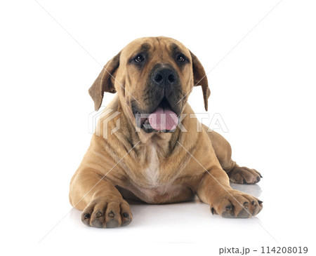 African boerboel in studio 114208019