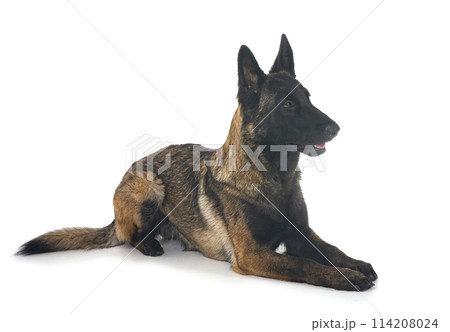 young malinois in studio 114208024