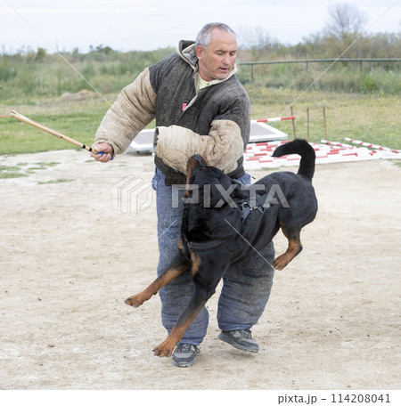 training of rottweiler training of rottweiler 114208041