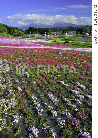 芝桜公園から越後三山(縦)2 芝桜公園から越後三山(縦)2 114208042
