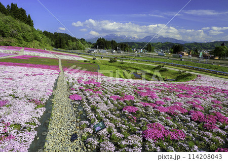 芝桜と越後三山 芝桜と越後三山 114208043
