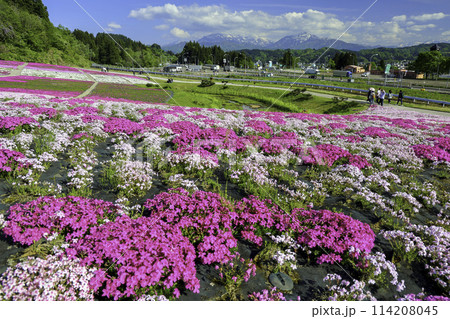 一面に広がる芝桜1 一面に広がる芝桜1 114208045