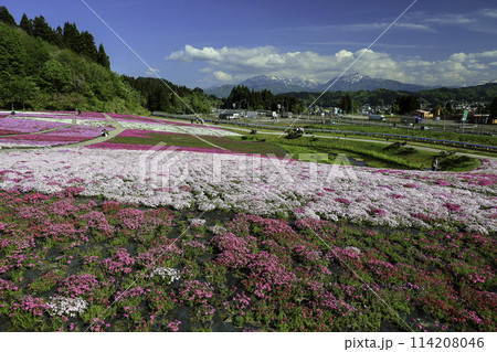 一面に広がる芝桜と越後三山 一面に広がる芝桜と越後三山 114208046