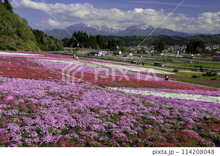 芝桜咲く丘と越後三山 114208048