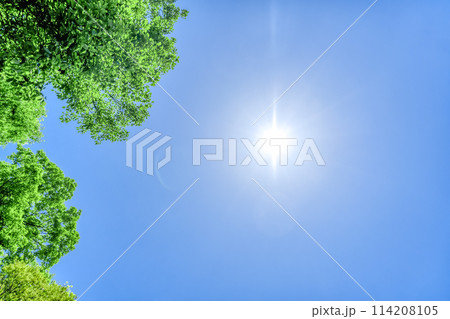 春の生田緑地 新緑イメージ 春の生田緑地 新緑イメージ 114208105