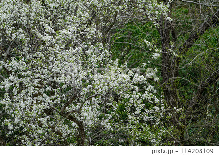 白い花をつけたバラ科マメナシの木 114208109