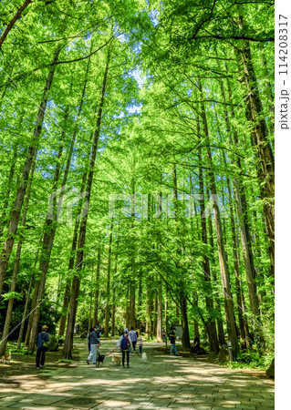 春の生田緑地　新緑イメージ 114208317