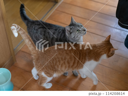 仲がいい二匹の猫 114208614