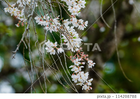 シダレザクラの開花 114208788