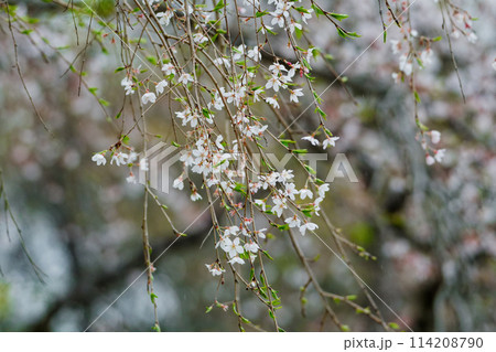 シダレザクラの開花 シダレザクラの開花 114208790