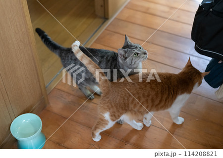 仲がいい二匹の猫 114208821