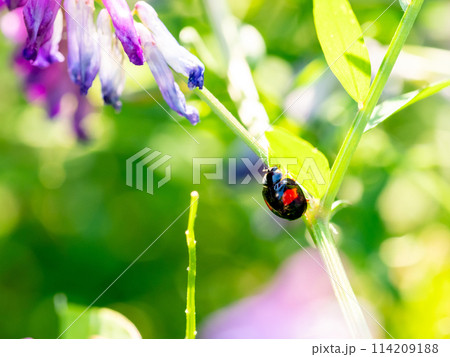 ナミテントウ ナミテントウ 114209188