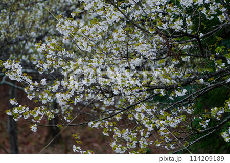 バラ科の日本固有種 オオシマザクラ バラ科の日本固有種 オオシマザクラ 114209189