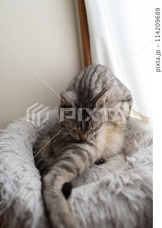 毛づくろいをする猫 サバトラ猫 毛づくろいをする猫 サバトラ猫 114209689