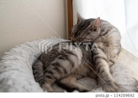 毛づくろいをする猫 サバトラ猫 毛づくろいをする猫 サバトラ猫 114209692