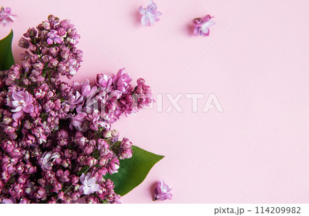 Lilac flowers  background. 114209982
