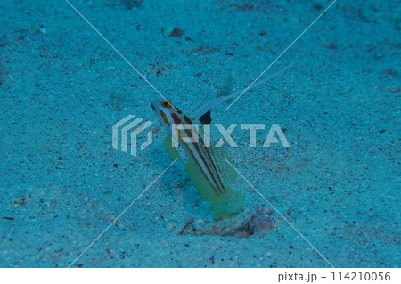 砂地の巣穴より泳ぐヤシャハゼ 沖縄の海 砂地の巣穴より泳ぐヤシャハゼ 沖縄の海 114210056