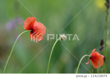 雨に濡れたポピー ナガミヒナゲシの花 雨に濡れたポピー ナガミヒナゲシの花 114210074