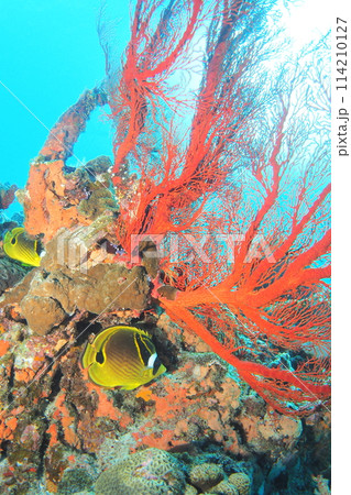 イソバナに隠れるチョウチョウウオ　沖縄の海 114210127