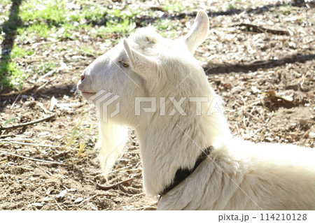 ヤギの横顔 114210128