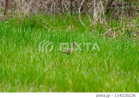 農耕地で繁殖するキジ科キジ♀ 114210226
