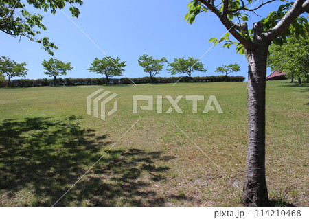 仙台市宮城野区　春のNX仙台港パーク 114210468