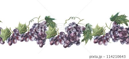 Seamless border of purple grape vines. Hand drawn watercolor illustration isolated on white background. Winery. For food packaging, menu, cafe, restaurant design Seamless border of purple grape vines. Hand drawn watercolor illustration isolated on white background. Winery. For food packaging, menu, cafe, restaurant design 114210643