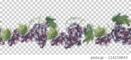 Seamless border of purple grape vines. Hand drawn watercolor illustration isolated on white background. Winery. For food packaging, menu, cafe, restaurant design Seamless border of purple grape vines. Hand drawn watercolor illustration isolated on white background. Winery. For food packaging, menu, cafe, restaurant design 114210643