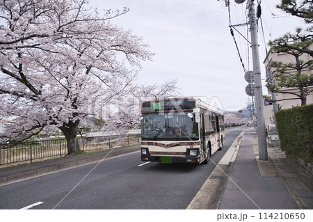 満開の桜とJRバス 41系統(四条河原町)横構図3 満開の桜とJRバス 41系統(四条河原町)横構図3 114210650