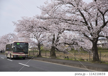 満開の桜とJRバス　41系統（岩倉村松）横構図8 114210659