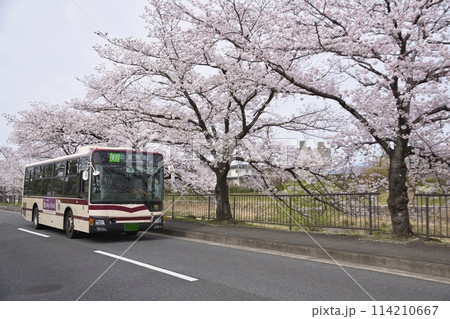 満開の桜とJRバス　41系統（岩倉村松）横構図16 114210667