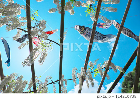 白い藤の花と青空　五月の風に泳ぐ鯉のぼり 114210739