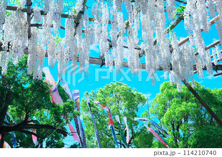 白い藤の花と青空 五月の風に泳ぐ鯉のぼり 白い藤の花と青空 五月の風に泳ぐ鯉のぼり 114210740