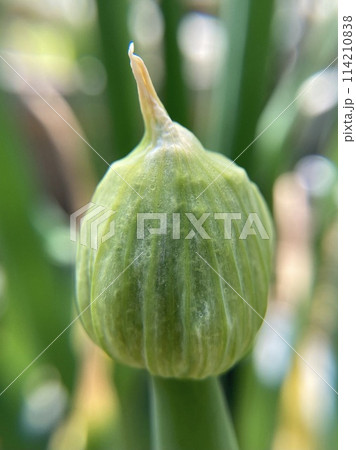 ネギ坊主クローズアップ 114210838