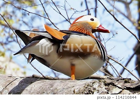 オシドリ オシドリ 114210844