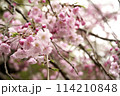 春の近隣公園に咲いた枝垂れ桜 114210848