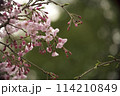 春の近隣公園に咲いた枝垂れ桜 114210849