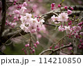 春の近隣公園に咲いた枝垂れ桜 114210850